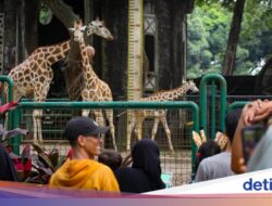 Ragunan Gratis Untuk Pemegang KTP Jakarta Di 3 Hari