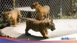 Mengintip Empat Bayi Harimau Sumatera, Harapan Mutakhir Konservasi Satwa Langka