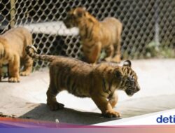 Mengintip Empat Bayi Harimau Sumatera, Harapan Mutakhir Konservasi Satwa Langka