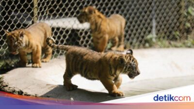 Mengintip Empat Bayi Harimau Sumatera, Harapan Mutakhir Konservasi Satwa Langka