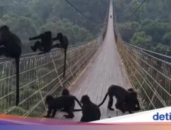 Viral! Kawanan Lutung Jawa ‘Nongkrong’ Hingga Jembatan Gantung Situ Gunung