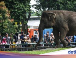 Pengunjung Anak Jatuh Di Markas Gajah Di Ragunan, DPRD Desak Evaluasi Perlindungan