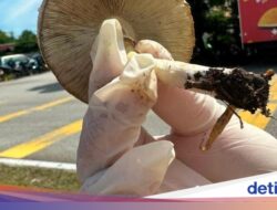 Petik Jamur Liar Di Jalan, Satu Keluarga Keracunan usai Menyantapnya