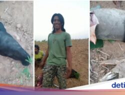 Tapir yang Malang Itu Ditombak Warga Mesuji, Kepalanya Dipukul Besi