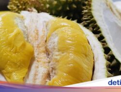 15 Makanan Paling Bau Ke Dunia Diungkap, Ada Petai dan Durian!