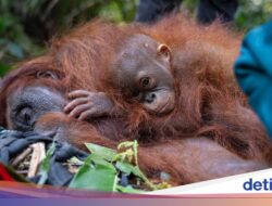 Pada Hutan Terbakar, Satwa Berpeluang Cari Selamat Hingga Bangsa Tetangga