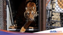 Pelepasan Singa dan Harimau Di Kebun Binatang Lujan Di Alam Liar