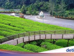 Liburan Keluarga Hingga Subang? Ada Kebun Teh dan Banyak Spot Foto Estetik