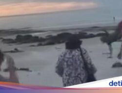 Unta Mengamuk, Sampai-sampai Bikin Turis Terlempar dan Menghantam Pasir