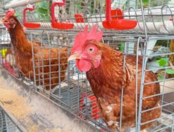 Pelihara Ayam Petelur Ke Tempattinggal, Benarkah Bisa Lebih Hemat? Begini Hitung-hitungannya