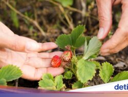 Mau Makan Buah Langsung Di Pohon? Coba Datang Ke 4 Destinasi Wisata Ini