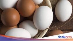 Tak Cuma Soal Warna, Bentuk Cangkang Telur Bisa Ungkap Situasi Ayam