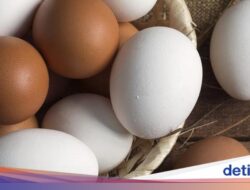 Tak Cuma Soal Warna, Bentuk Cangkang Telur Bisa Ungkap Situasi Ayam