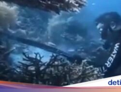 WN China Panah-Santap Penyu Hingga Raja Ampat, Panci-Sumpit Karena Itu Produk Bukti